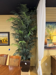 Areca Palm Tree In Pot